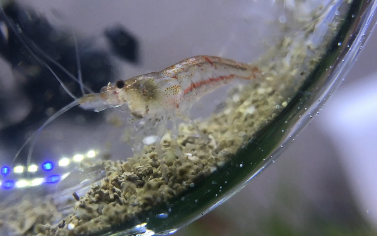 【樱花虾 观赏虾】超微距 观察樱花虾进食 虾的口器都看清了 边吃边扔