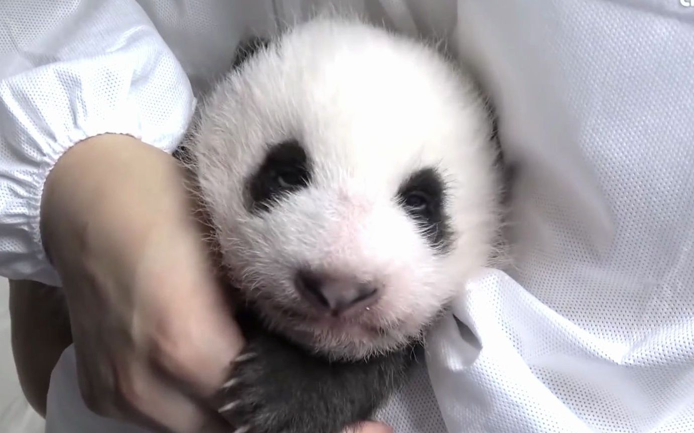 旅韩大熊猫华妮宝宝系列‖宝宝100天的成长记录78_哔哩哔哩_bili