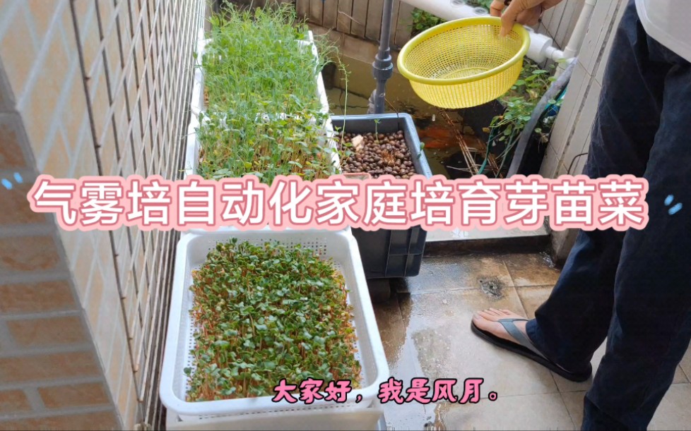 家庭自动化气雾培芽苗菜——有机蔬菜,自己生产.哔哩哔哩bilibili