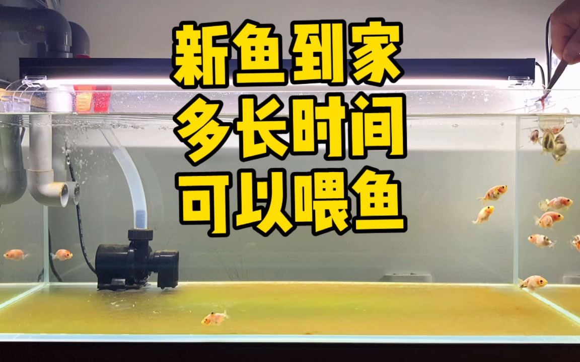 新鱼到家多长时间后可以喂食,小鱼苗吃起食来真是风卷残云哔哩哔哩bilibili