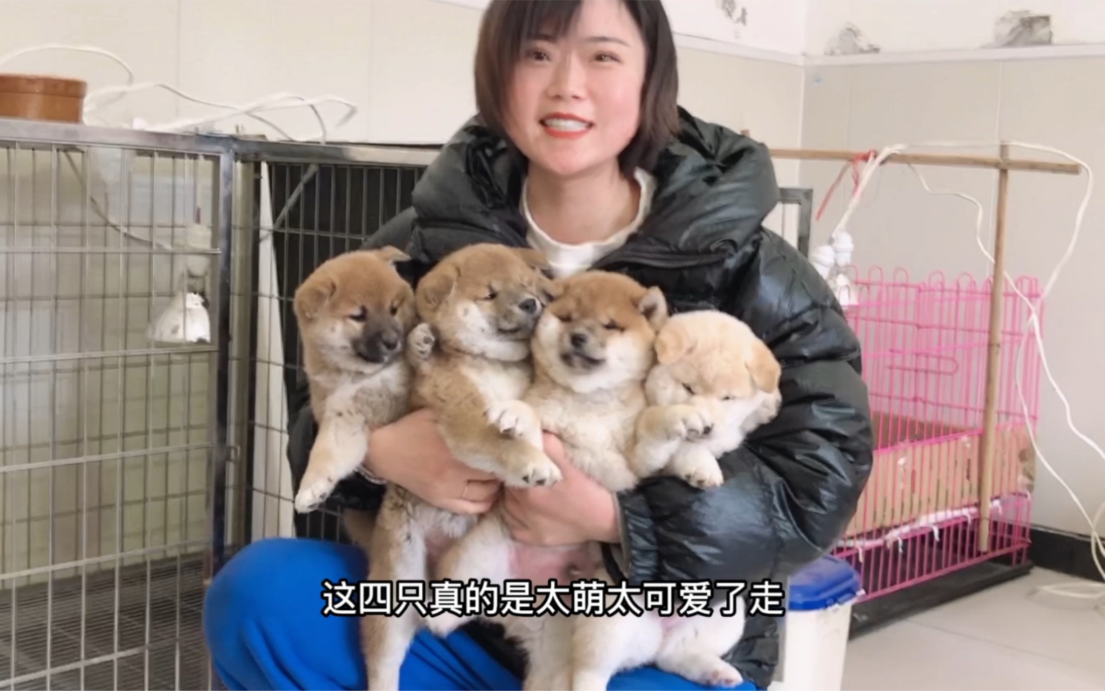 小妹家的4只小柴犬,膘肥体壮抱在怀里瞬间被挤出表情包,太萌了哔哩哔哩bilibili