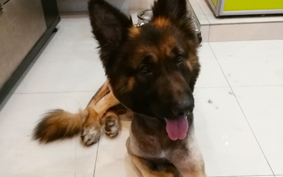 【德牧】天太热了,给黑脸大汉剃毛啦!