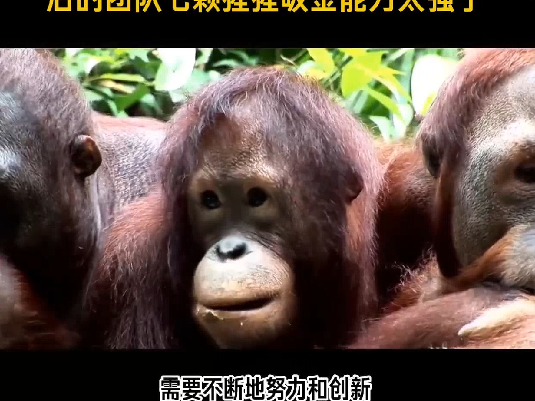 两个月狂赚960万,网红王妈背后的团队七颗猩猩吸金能力太强了