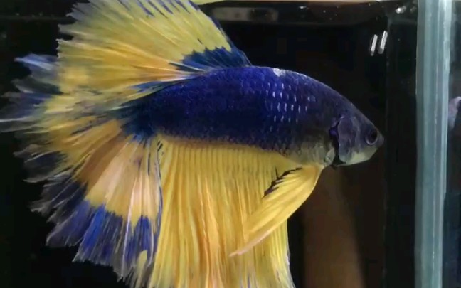 裙边芥子,泰国斗鱼半月