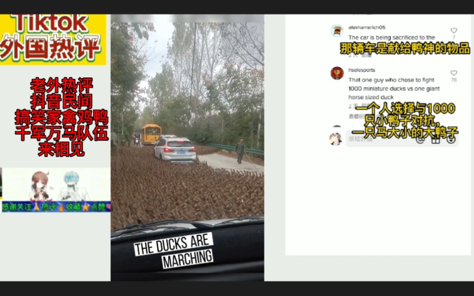 tiktok热评中国民间搞笑家禽鸡鸭的千军万马气势,老外:肚子笑痛了哔哩哔哩bilibili