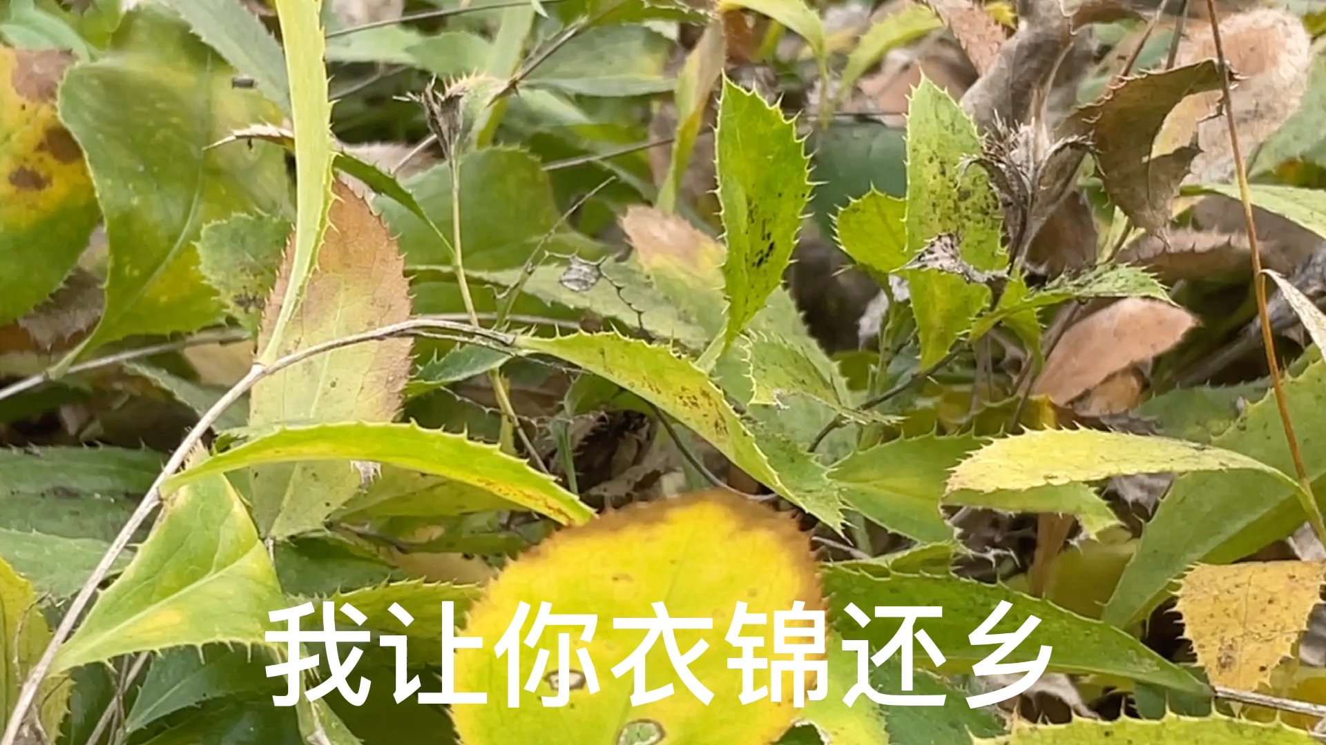 中药材北苍术种植哔哩哔哩bilibili