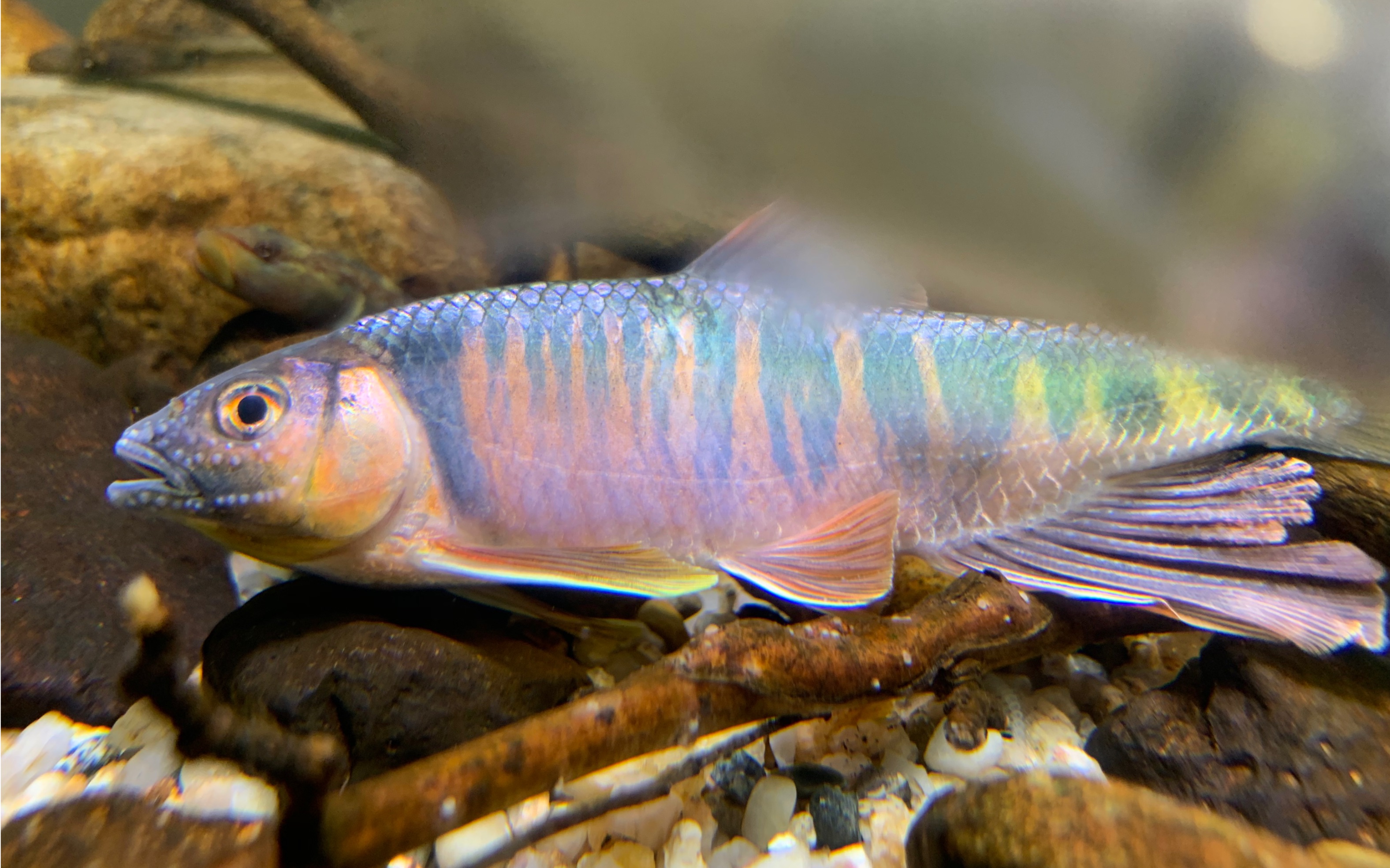 菜市场里的最美原生鱼