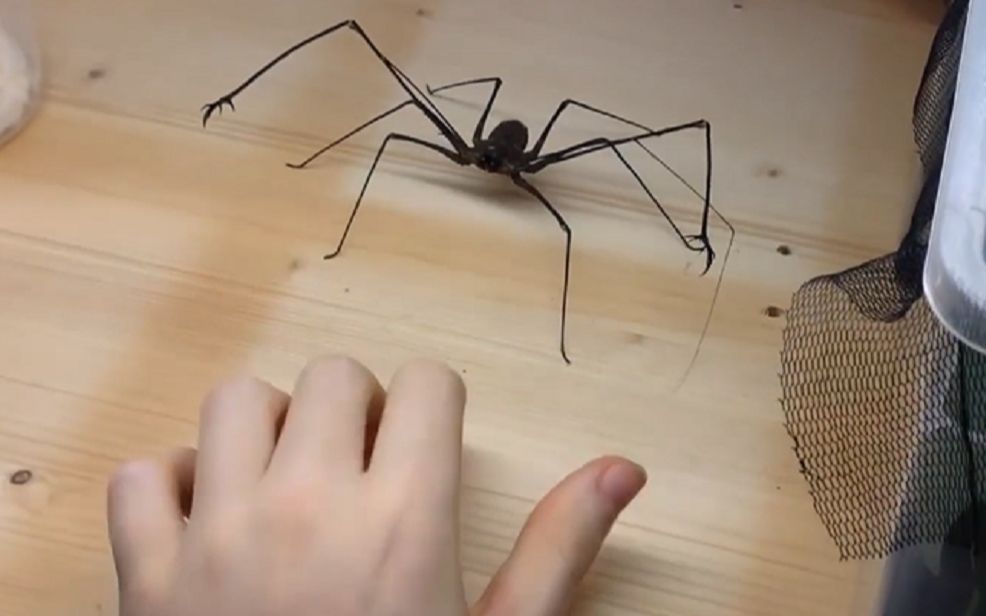 最像怪兽电影里的生物——巨型鞭蛛,用手抓我敬你是个狼人!