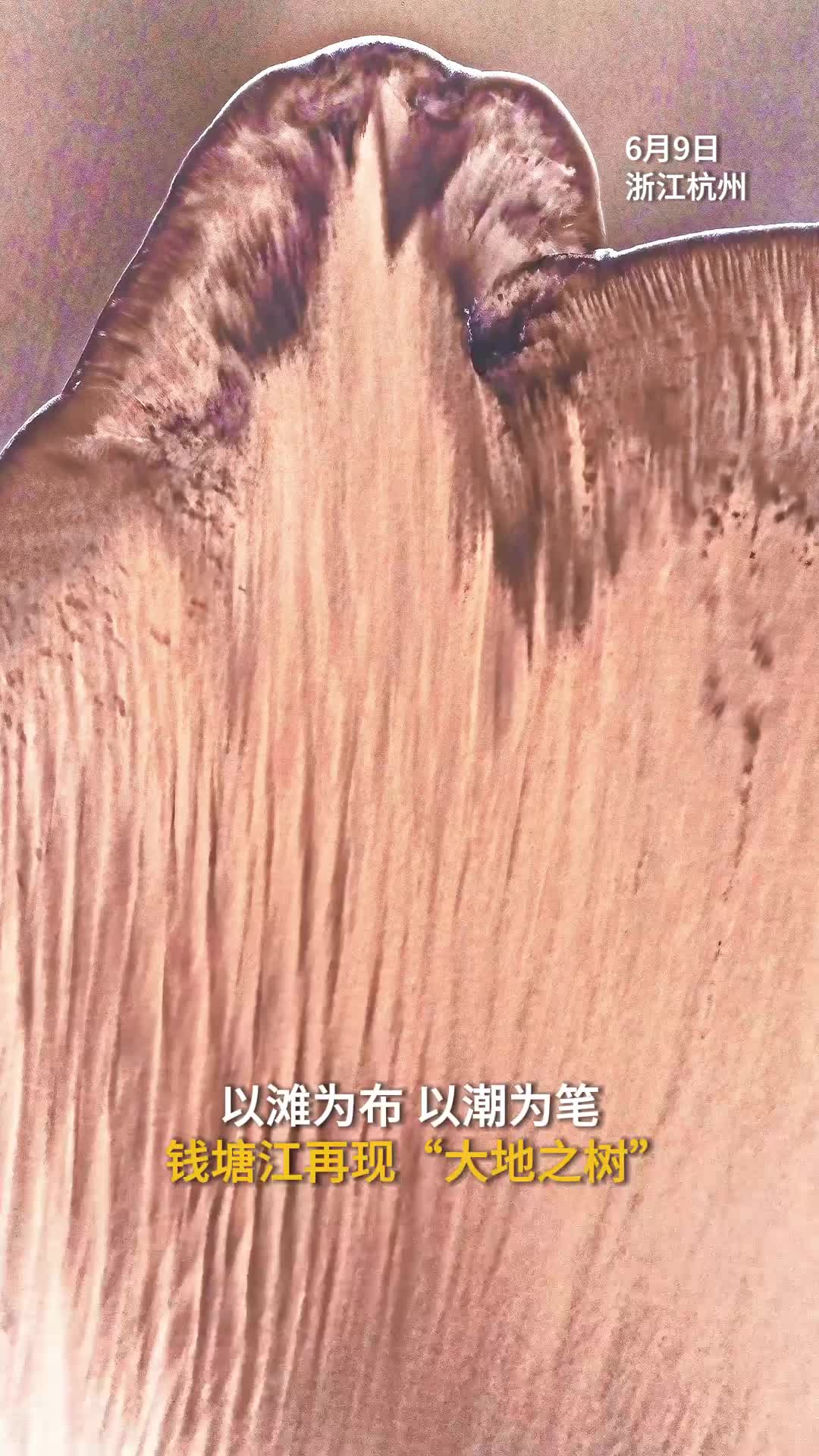 一片羽毛能有多大?钱塘江退潮,画出“大地羽毛”!哔哩哔哩bilibili