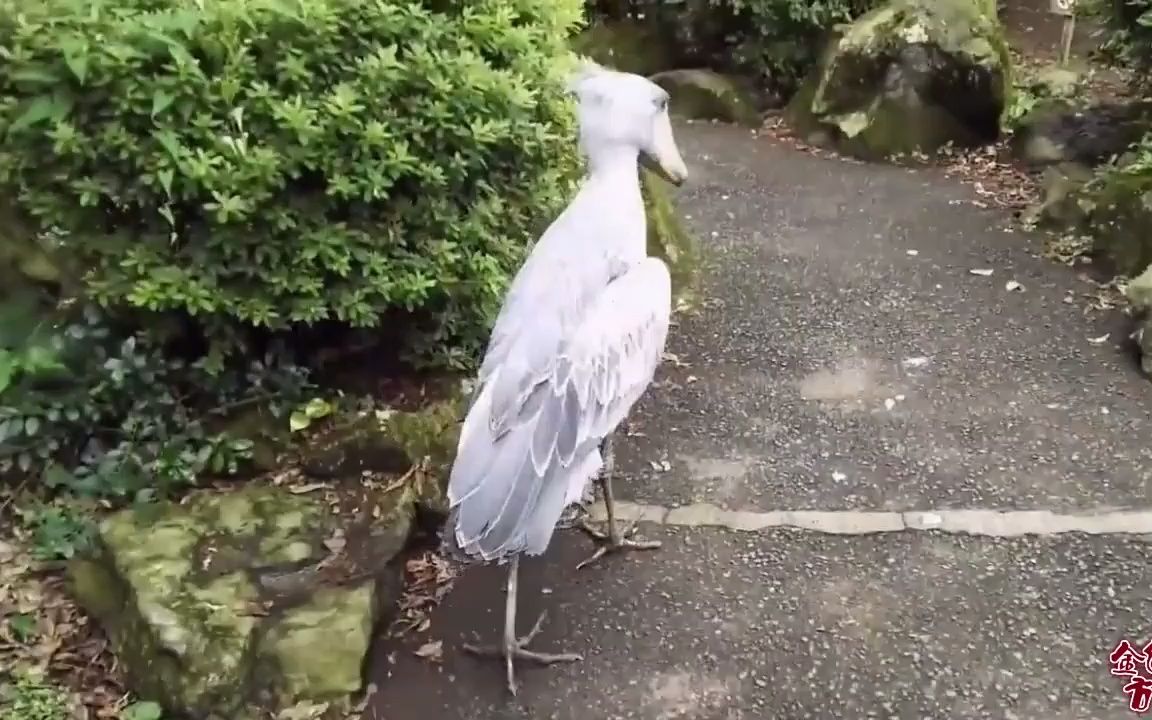 [图]搞笑挑战-四川话搞笑配音：鲸头鹳和饲养员日常斗嘴，太搞扯了！