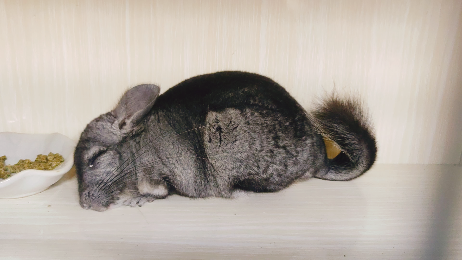 活动作品龙猫很无聊的龙猫睡觉视频