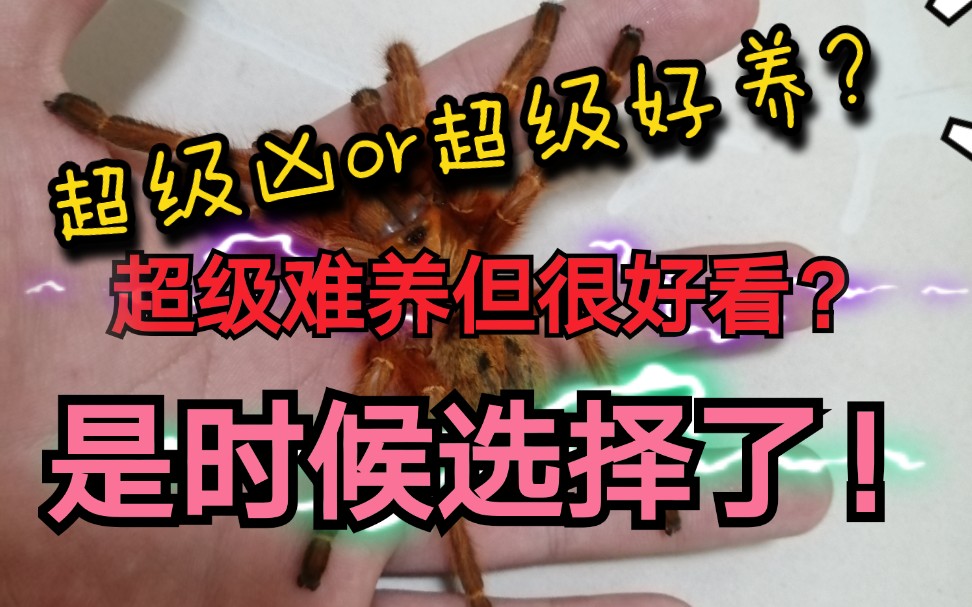 入坑之前 这些捕鸟蛛你一定要了解一下!【捕鸟蛛饲养教学 不平凡1】哔哩哔哩bilibili