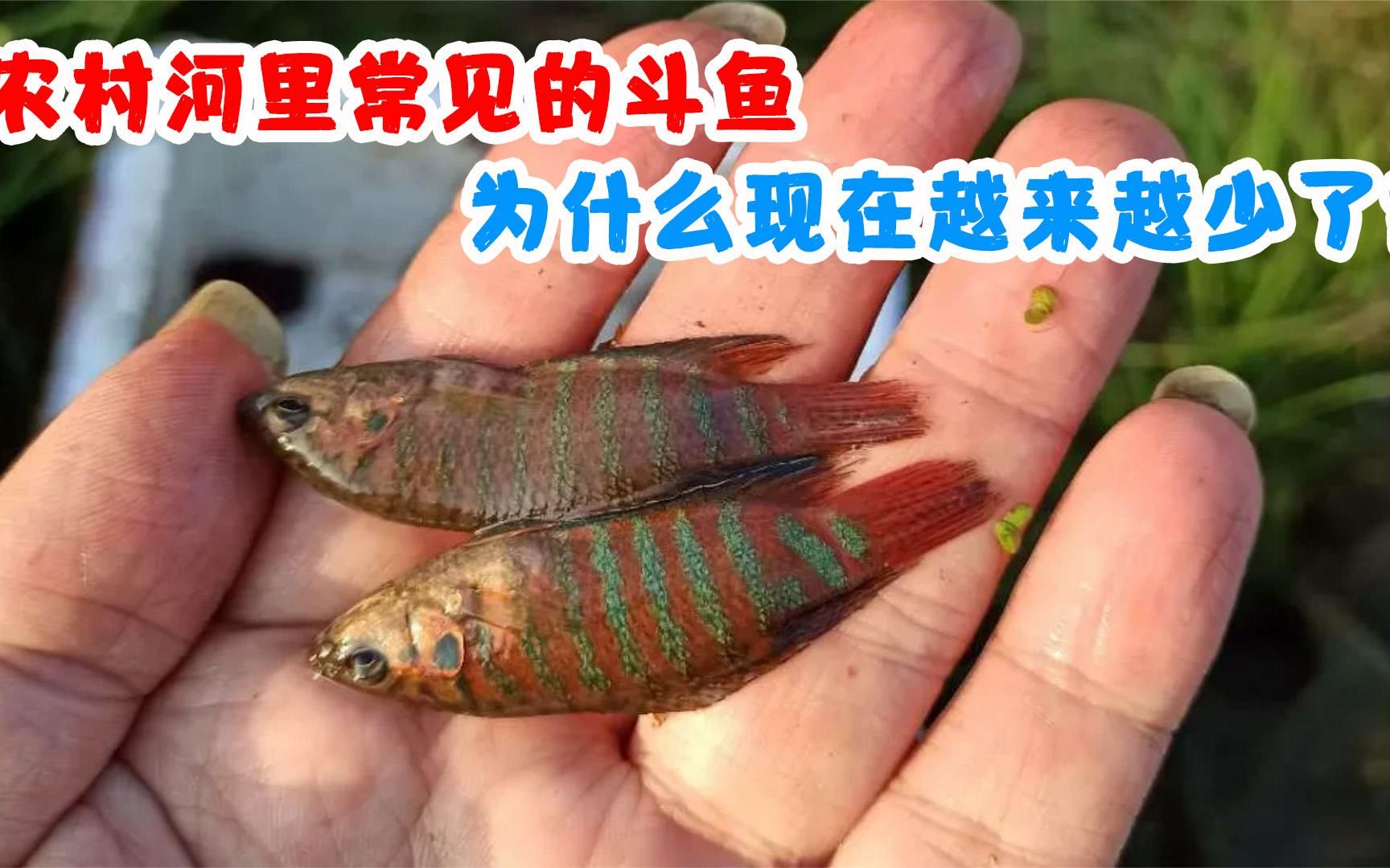 农村河里常见的斗鱼,小时候常抓来喂鸭,为什么现在越来越少了?