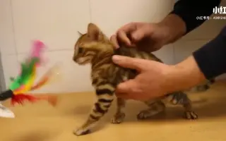 虎猫虎爸 搜索结果 哔哩哔哩 Bilibili