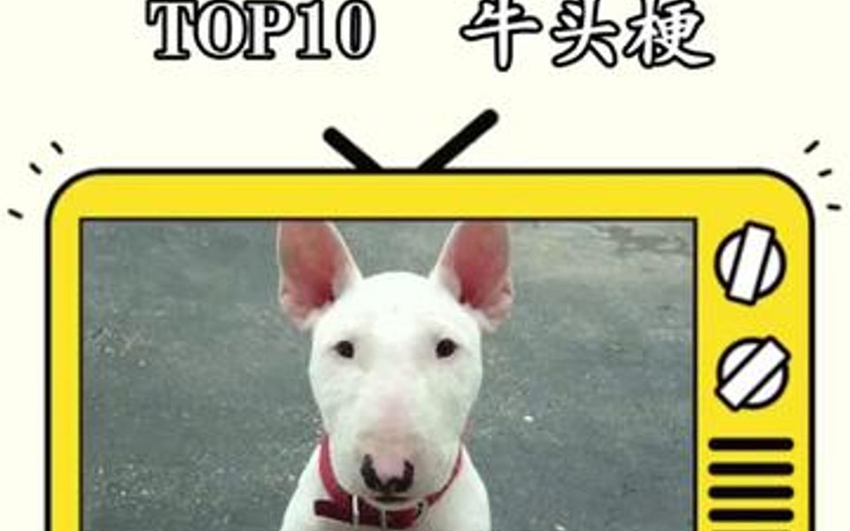 世界十大恶犬top10哔哩哔哩bilibili