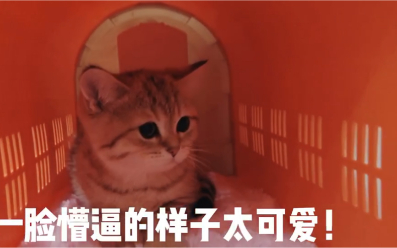 接一只可爱的英短虎斑猫猫回家太幸福了哔哩哔哩bilibili