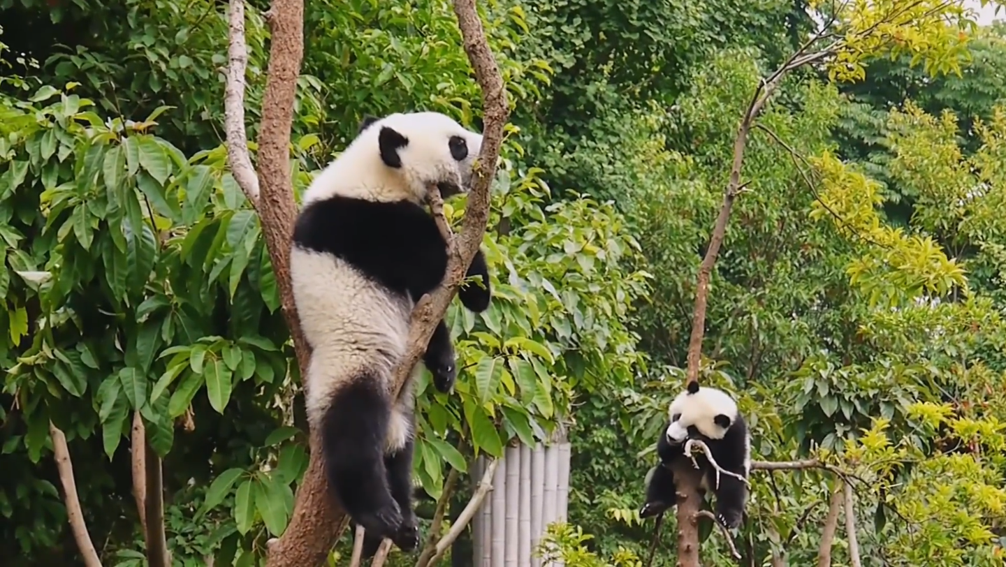 熊猫摇树表情包图片