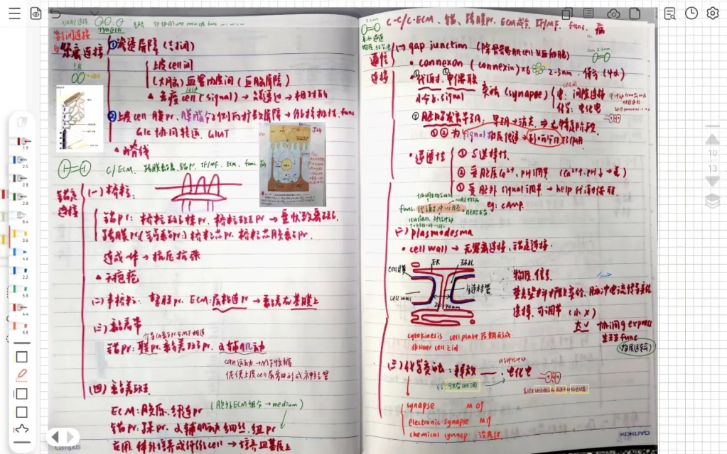 【细胞生物学】细胞的社会联系 考研背诵 全哔哩哔哩bilibili