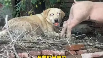 饿瘦了猪，喂饱了狗