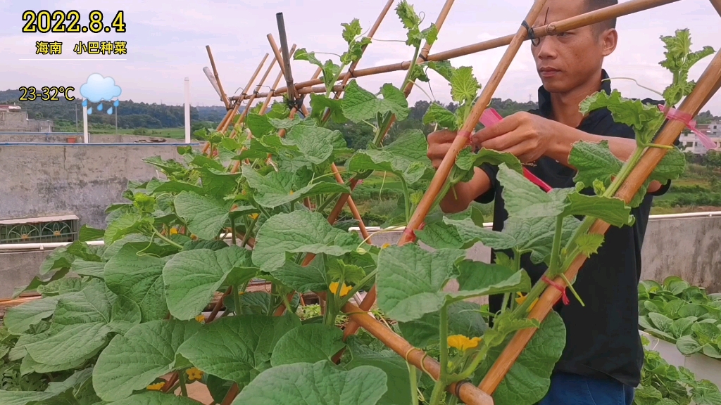 楼顶菜园日常管理,翻土、放底肥、移栽菜苗,学会自己种蔬菜哔哩哔哩bilibili