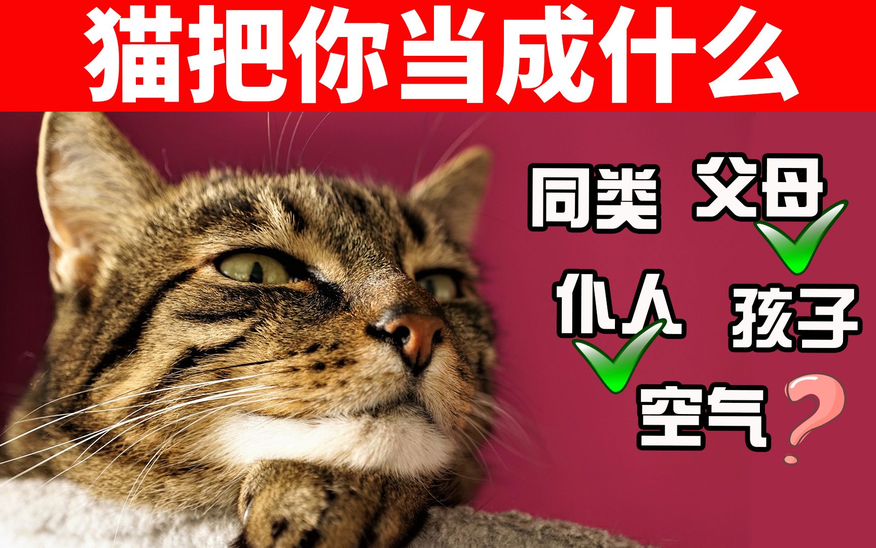 测测你在猫心里的地位!你的猫是把你当成同类、父母、仆人、孩子还是空气呢? 【养猫迷思EP16】哔哩哔哩bilibili