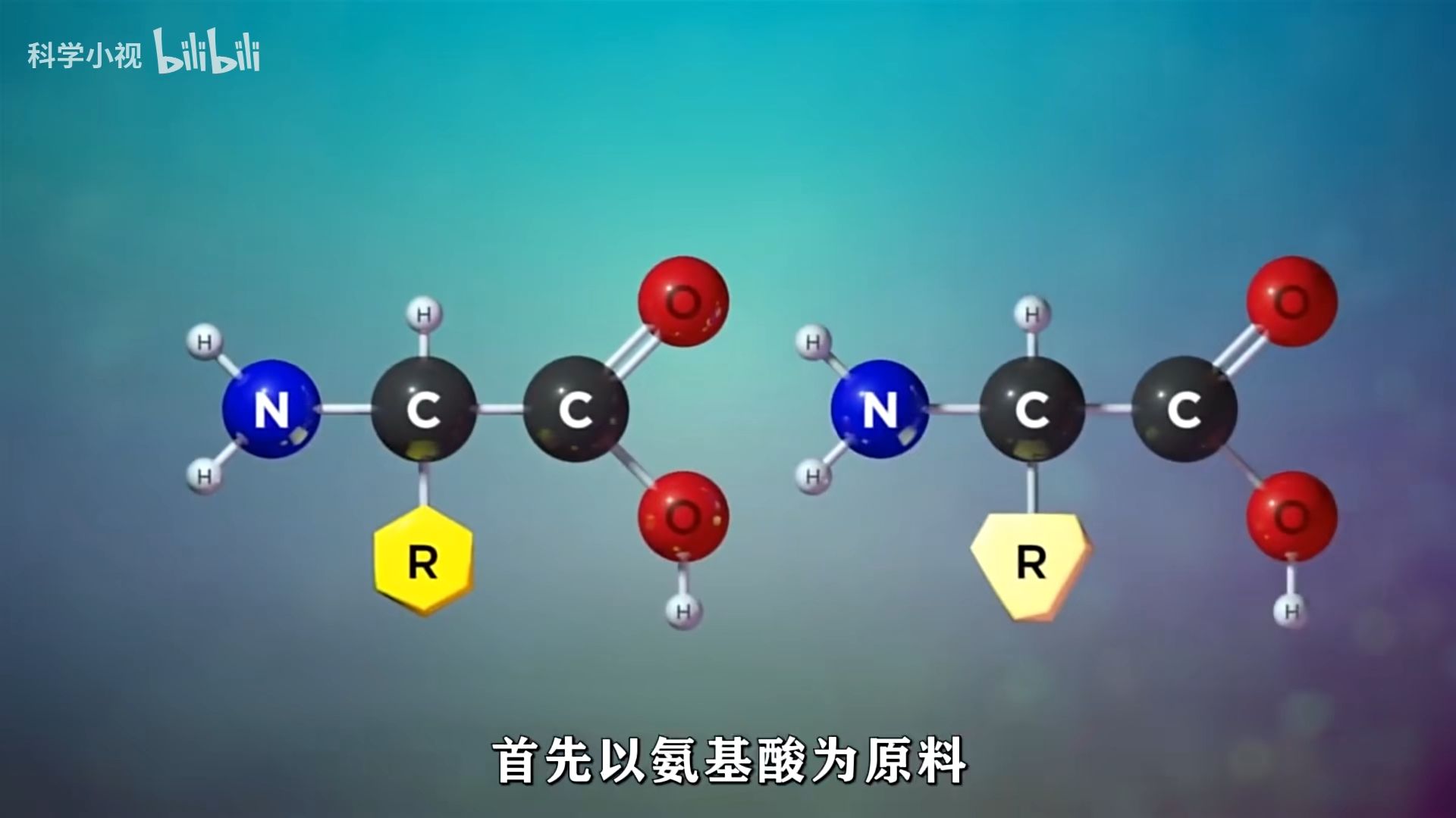 蛋白质的形成过程