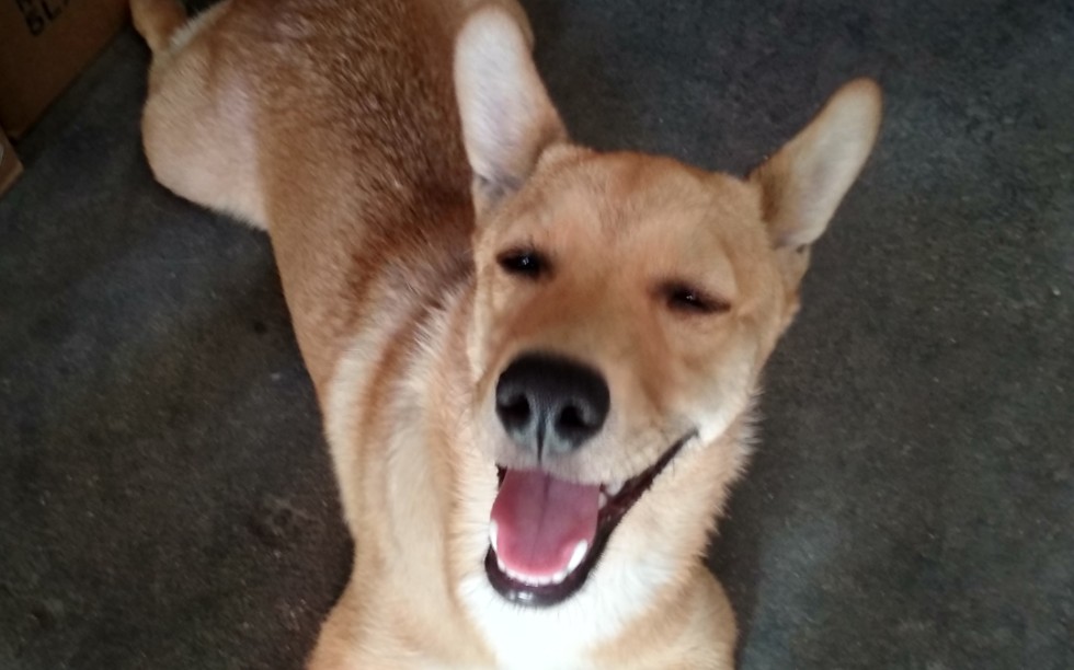 糯米基细小病毒康复后,哭死我了!糯米基祝看视频的小可爱天天开心