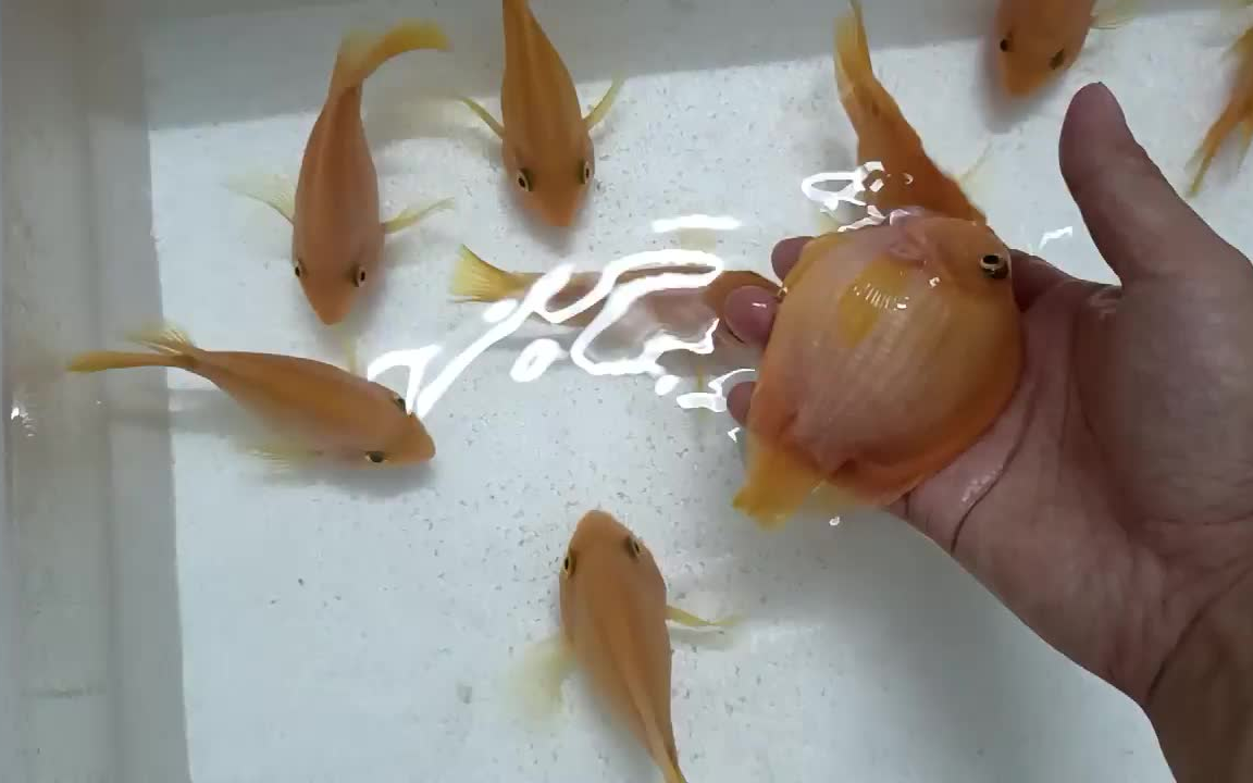 7月17日10-12厘米黄元宝鹦鹉鱼100元6条广东省内包邮