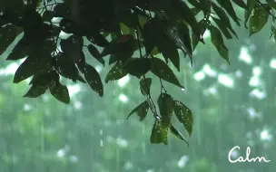 Tải video: 自然治愈‪ | 聆听树下的暴雨声~8h周末版