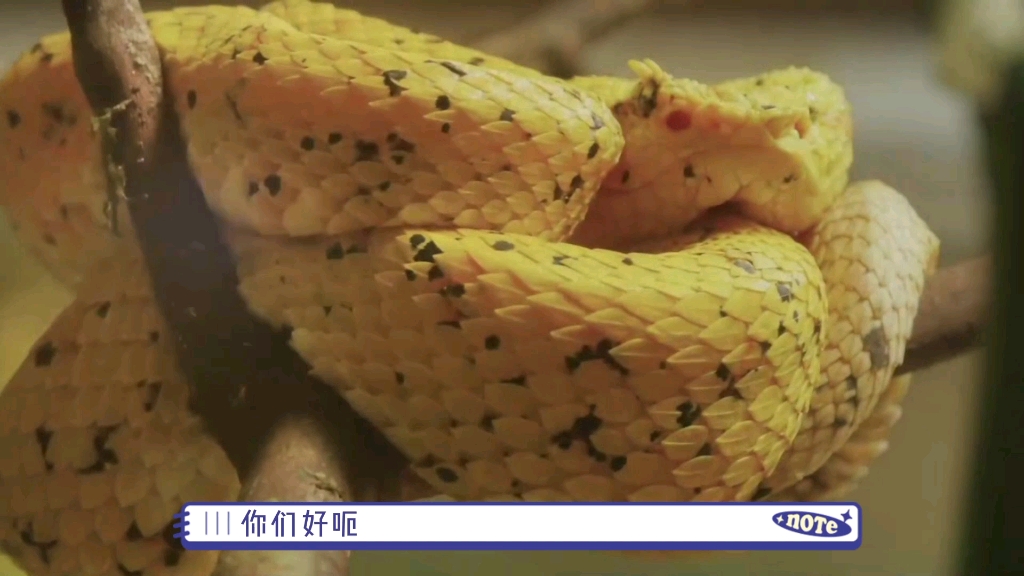 隐秘的小杀手,许氏棕榈蝮蛇.