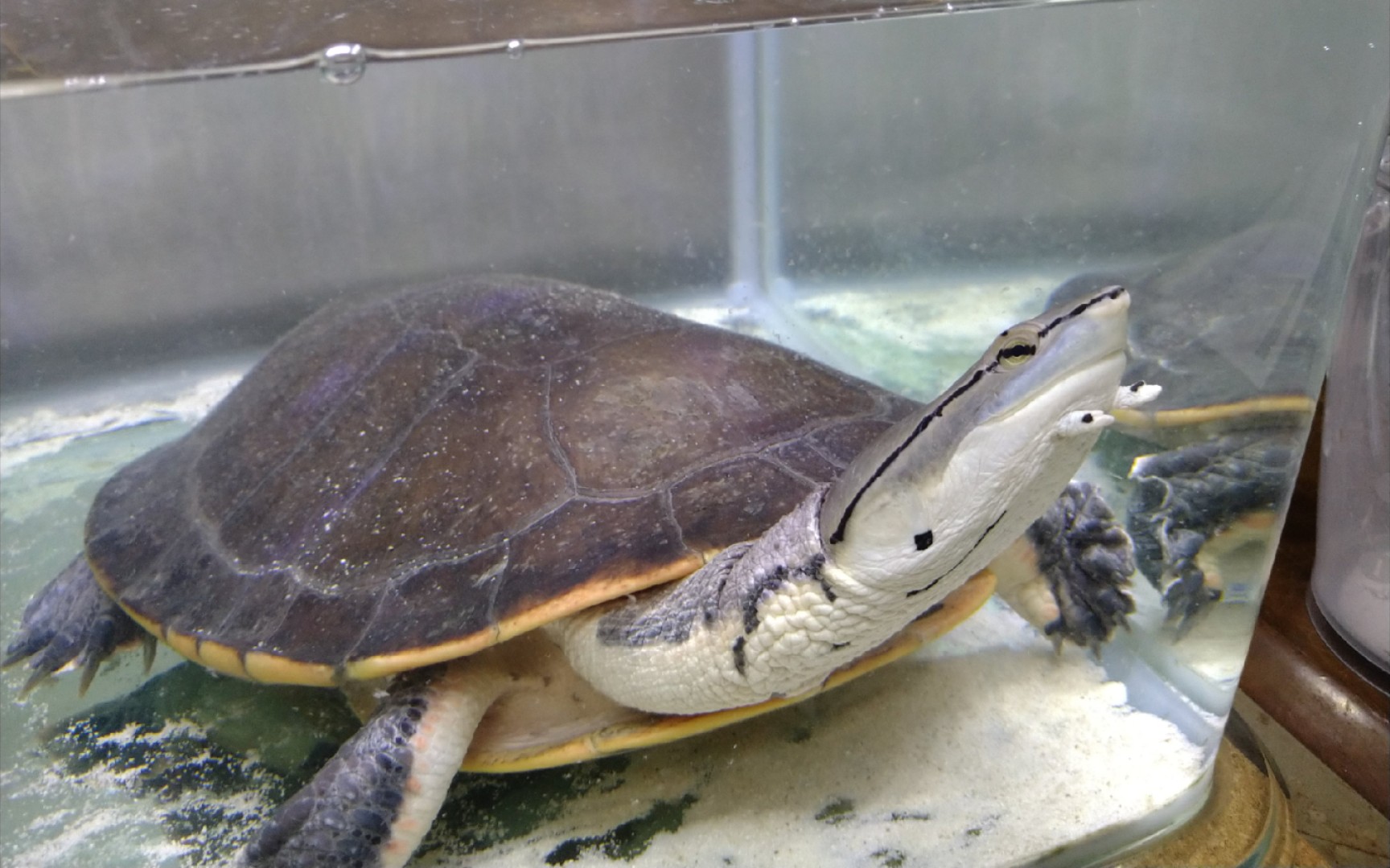 【蟾头龟】横练金钟罩,竖练铁布衫_哔哩哔哩_bilibili