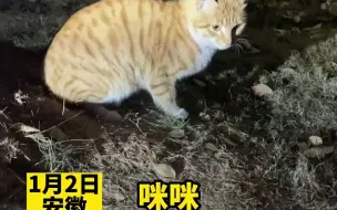 女子掏出手机给流浪猫拍照，猫咪：人类，你钱掉地上了