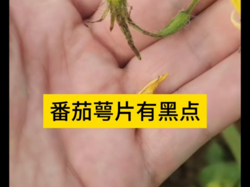 番茄萼片有黑点咋回事