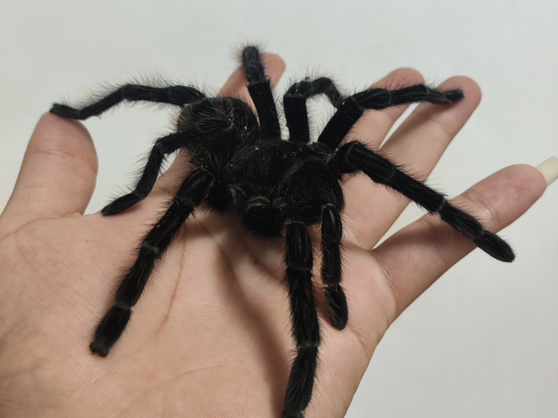 有形的大手rua毛茸茸小蜘蛛