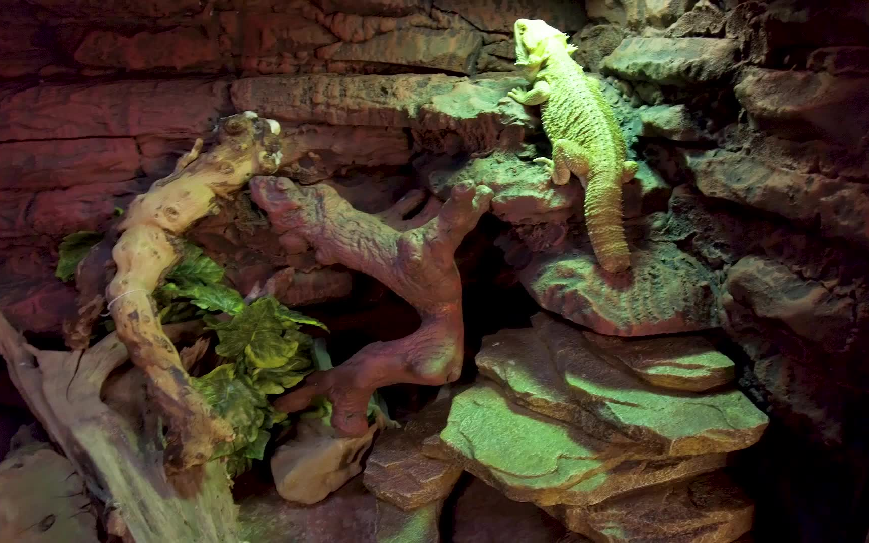 小姐姐的鬃狮蜥爬箱造景