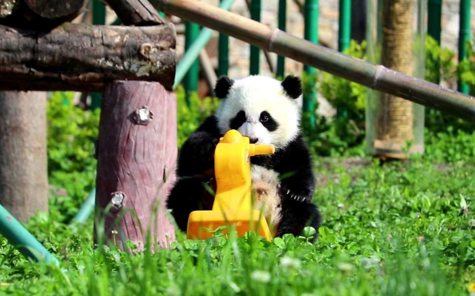 大熊猫苏珊小仔骑木马