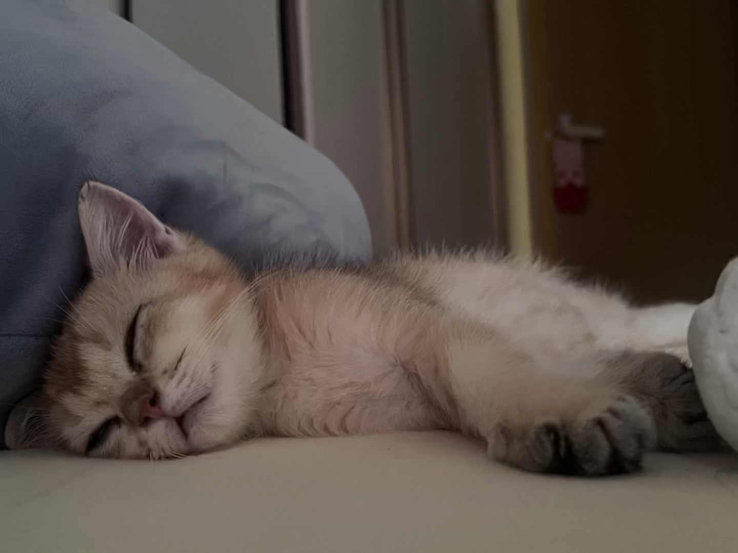 猫咪睡觉姿势大赏 呼噜噜也太可爱了吧