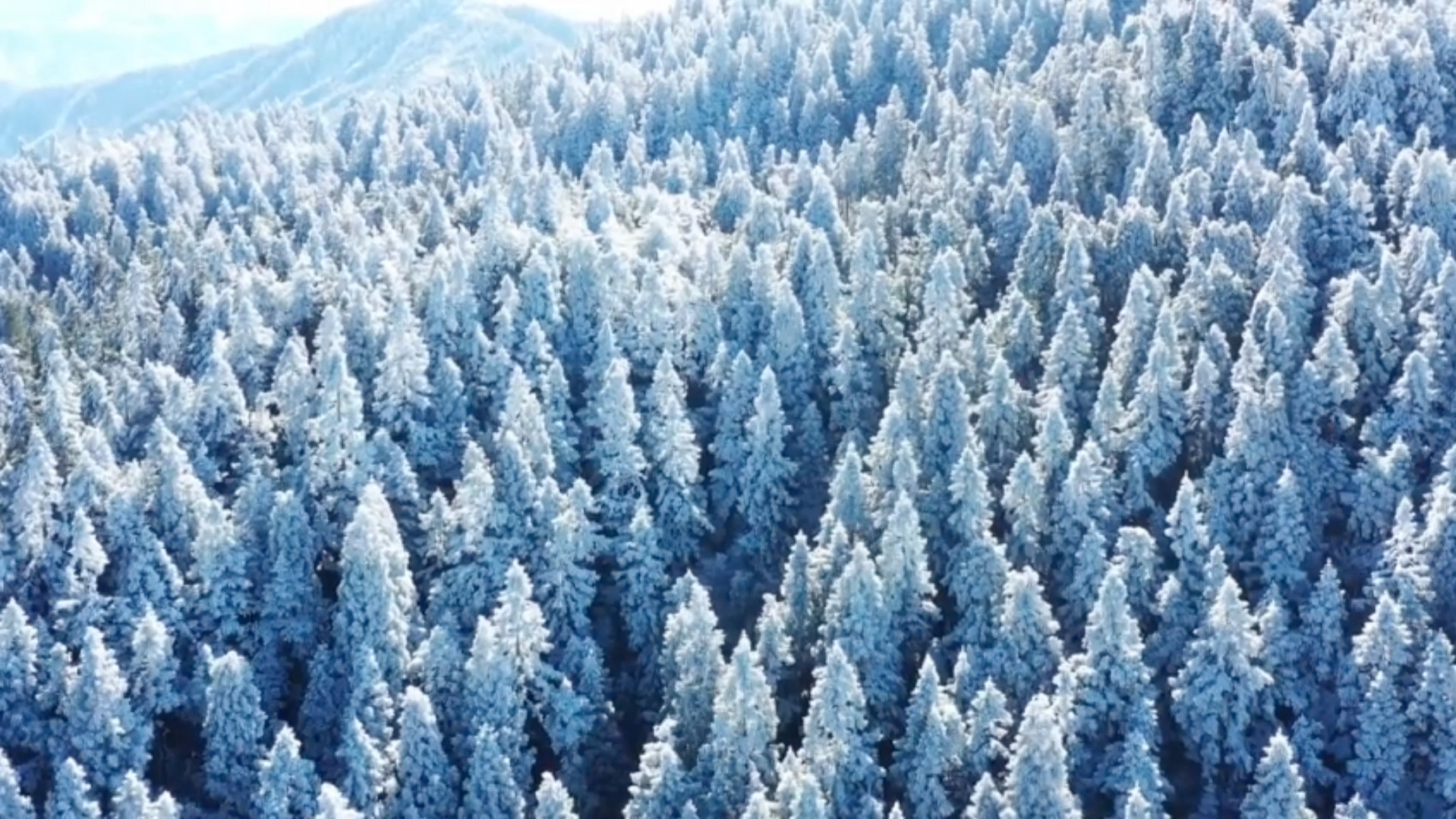 江西遂川:雪后的童话森林——南风面哔哩哔哩bilibili