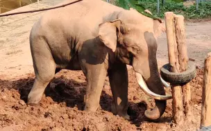 【大象】莫果果🐘调皮捏🥰