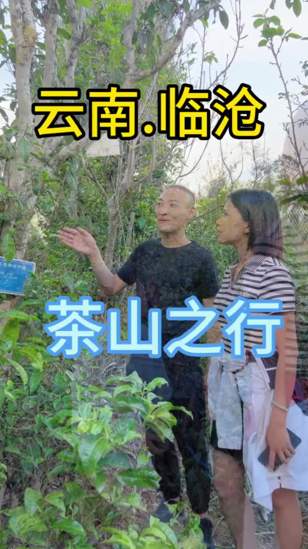 今天来到凤庆真的好开心茶山之行助力乡村振兴云南茶叶推荐凤庆乡哔哩哔哩bilibili