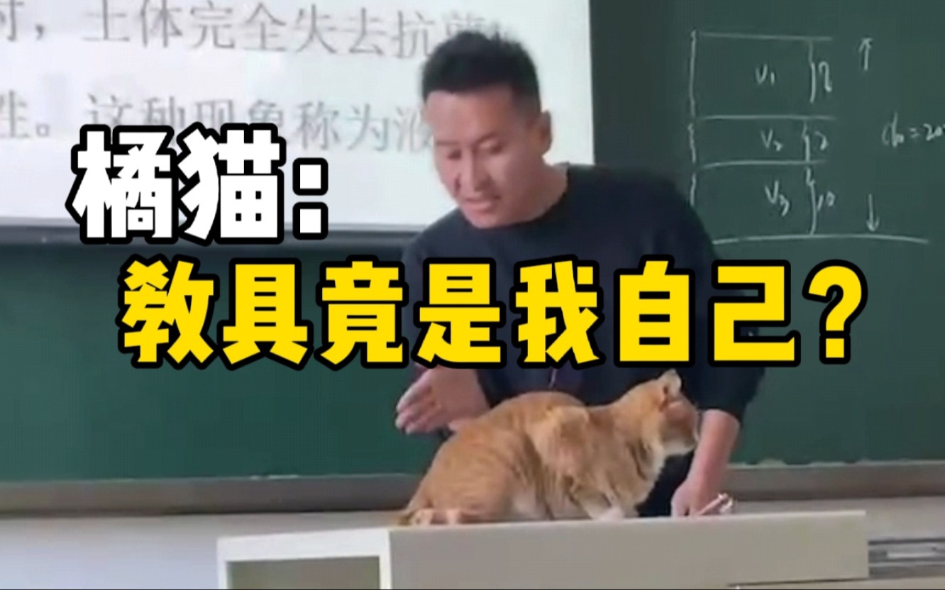 猫咪教室蹭课被当教具授课,老师回应:橘猫尾巴摆动很适合讲解鞭梢效应哔哩哔哩bilibili