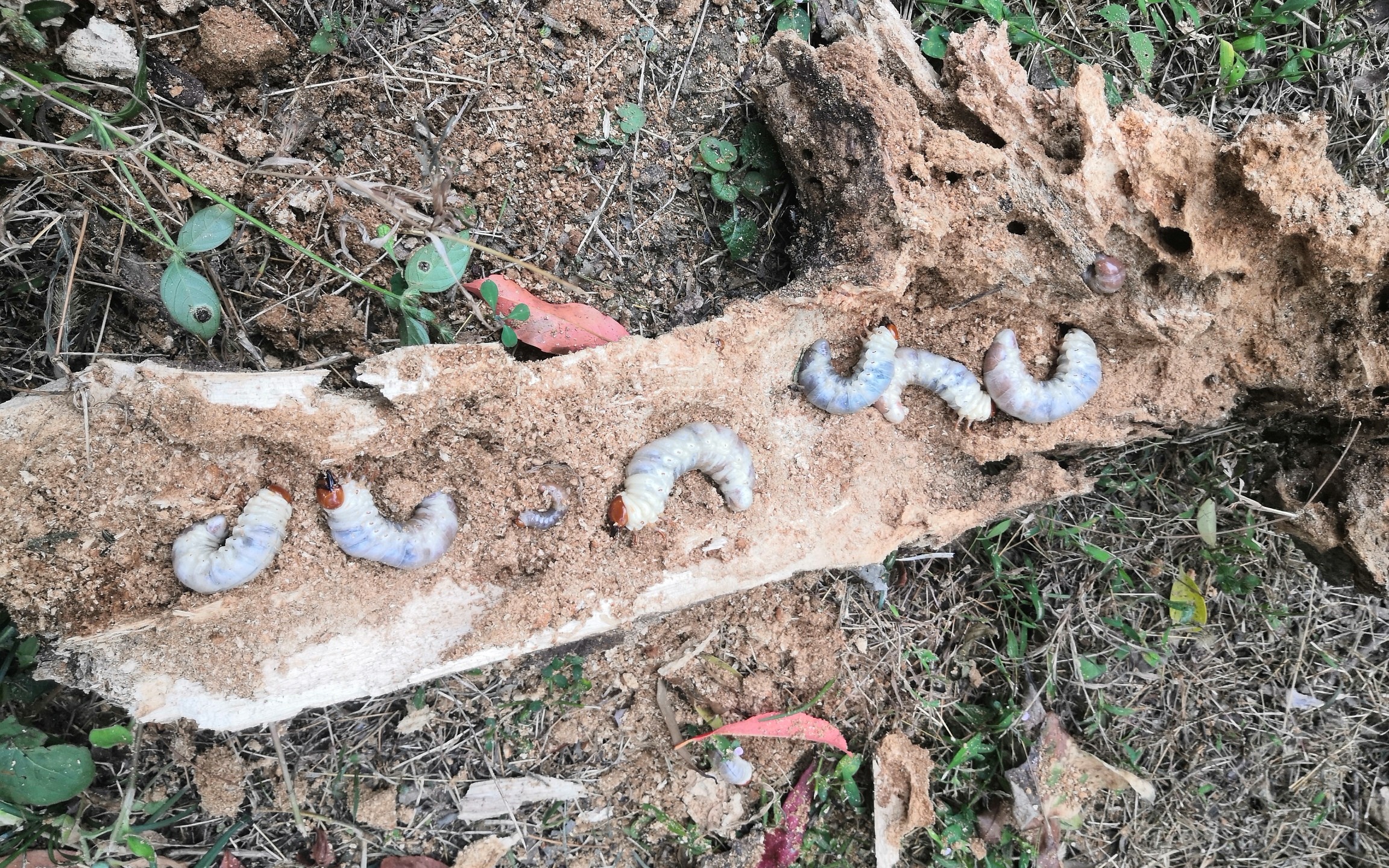 野采不知道该说什么给你们表演个刨独角仙和中扁吧