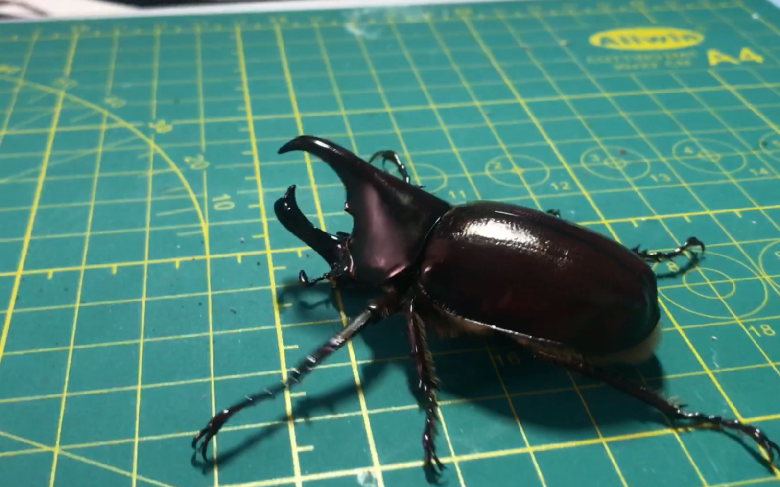 佛罗伦斯姬兜开箱