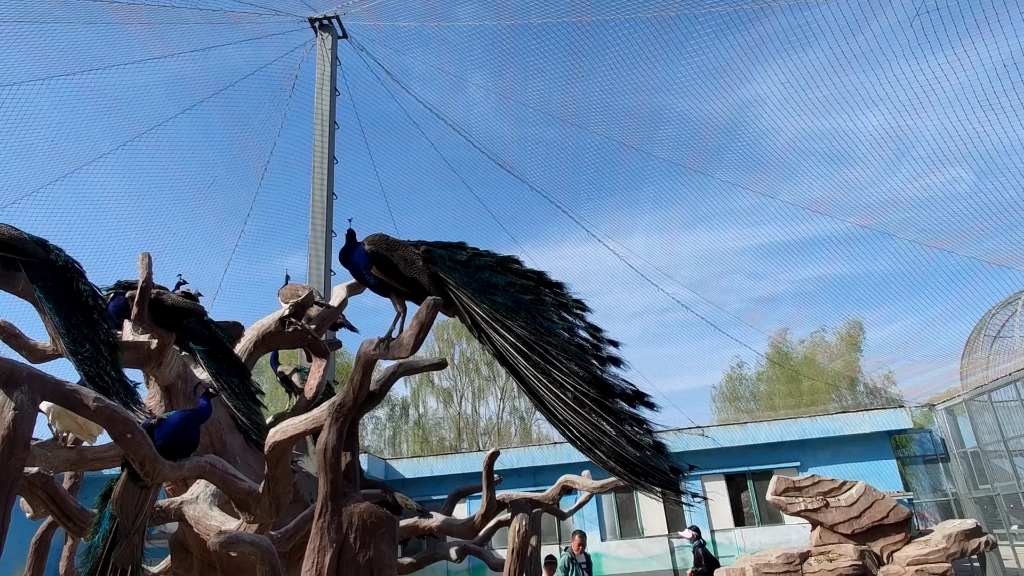辽河碑林公园-辽河湿地动物园-孔雀