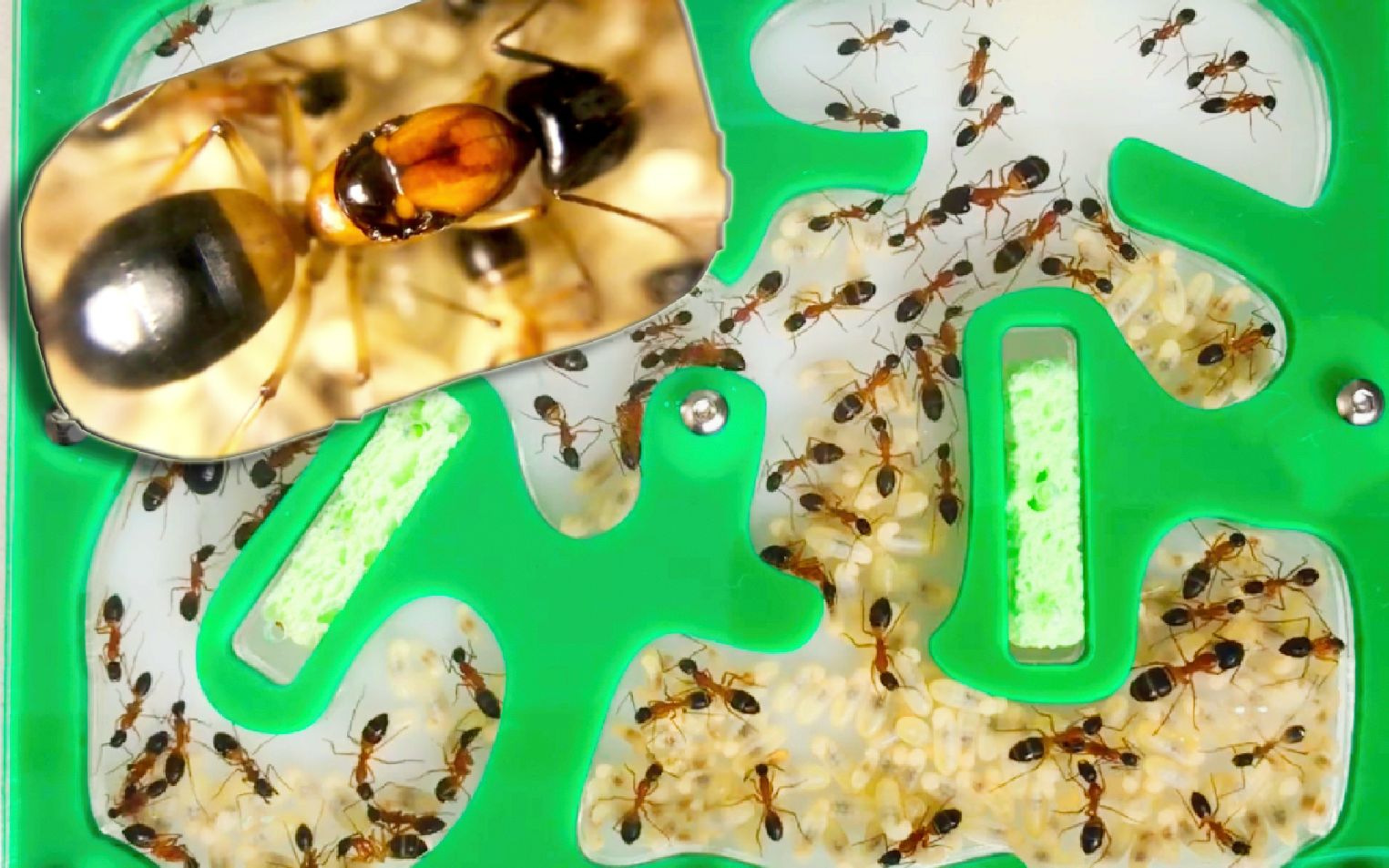 拟广布弓背蚁500工大群落从新后开始的三年成长经历澳洲蚂蚁novoants