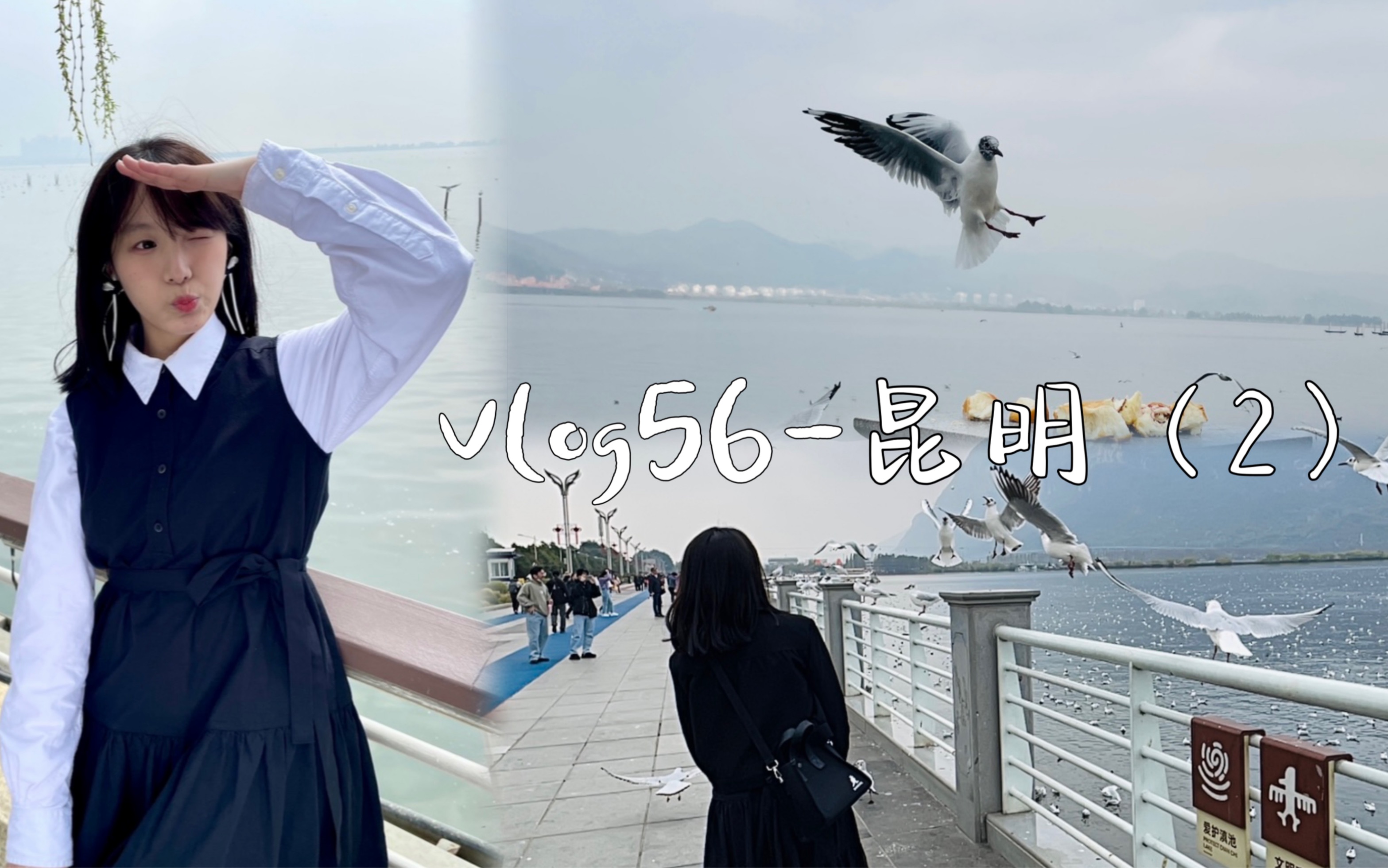 vlog56昆明(2)与海鸥对话|海埂大坝|纸片楼|南强街巷|干杯昆明哔哩哔哩bilibili