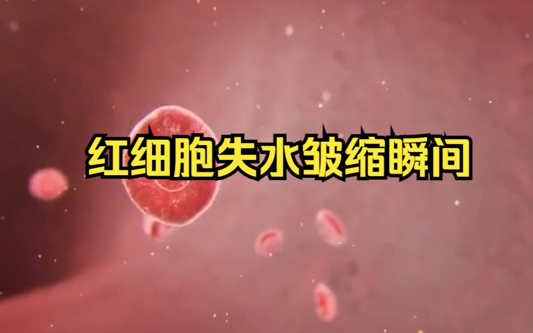 微观视角下,红细胞失水皱缩瞬间