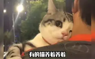 Download Video: 小猫咪：哥哥，姐姐怎么凶我啊，我做错什么了吗？