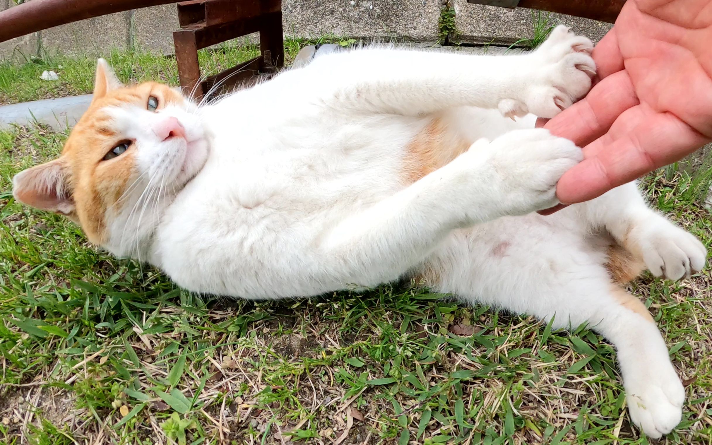 一只肥猫躺在草坪上,向人们展示它的大肚子