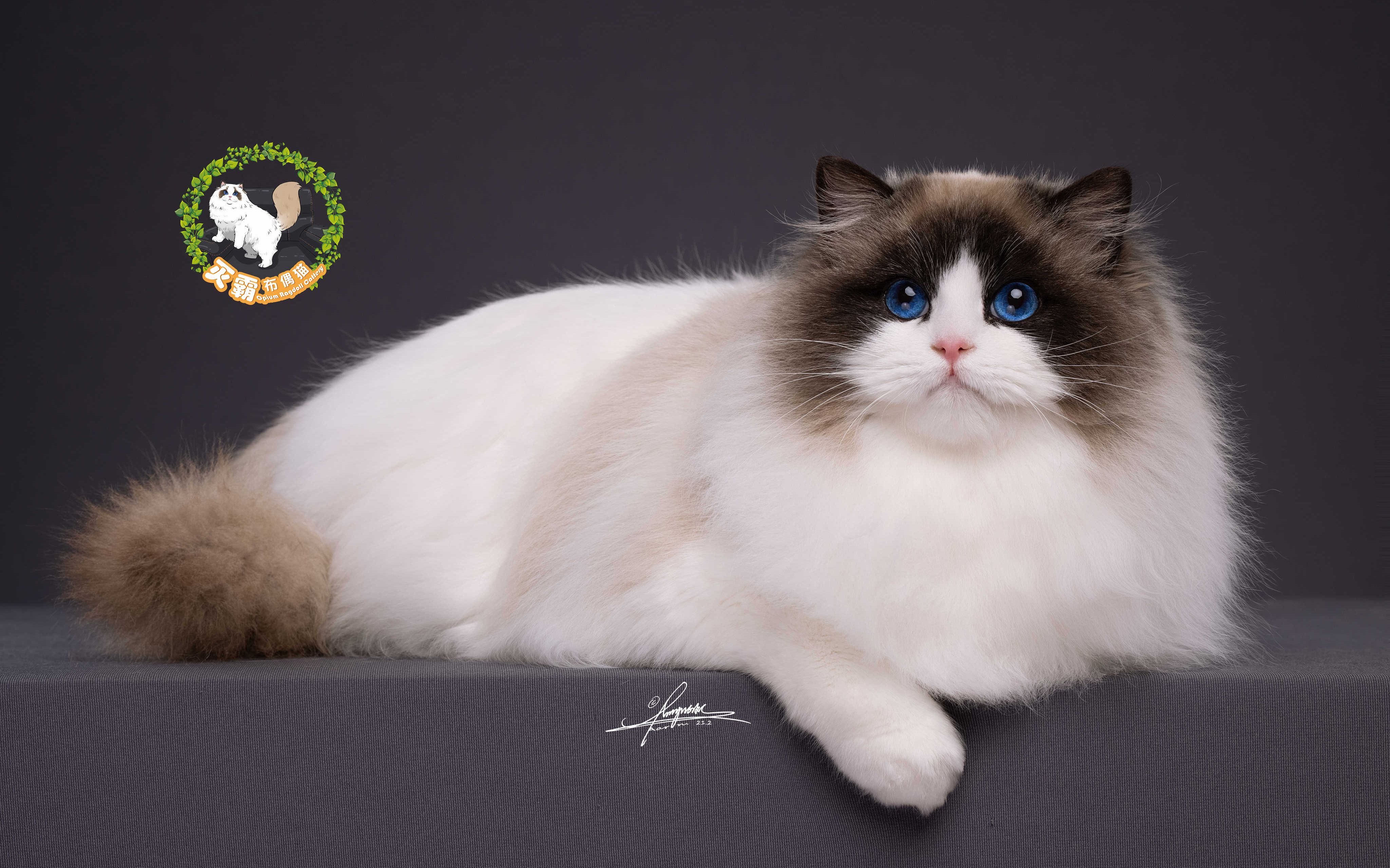 【灭霸布偶猫】诺菲妹妹